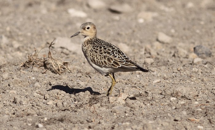 Buff-breasted Sandpiper