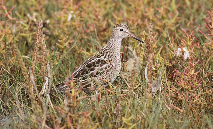 Pectoral Sandpiper