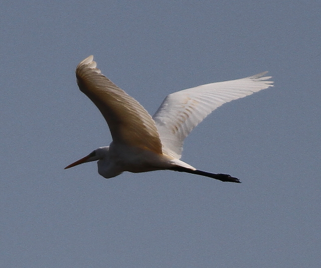 Great White Egret