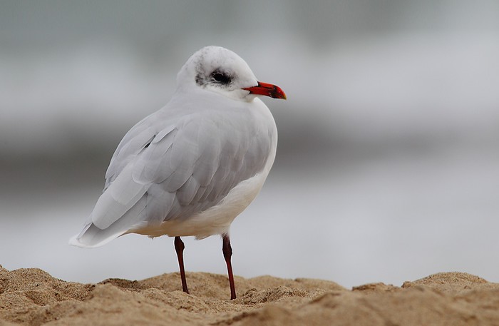 Mediterranean Gull