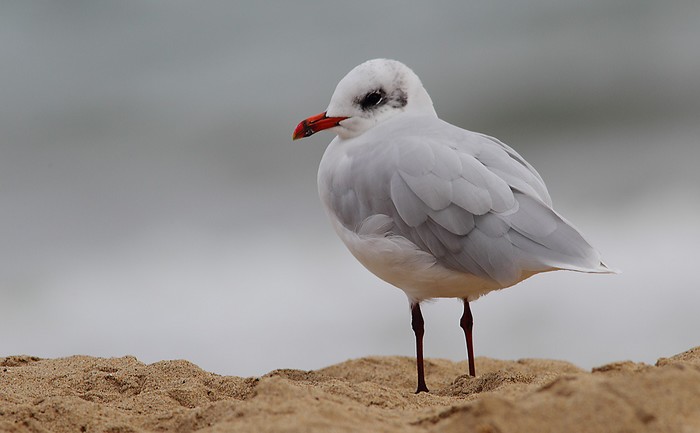 Mediterranean Gull