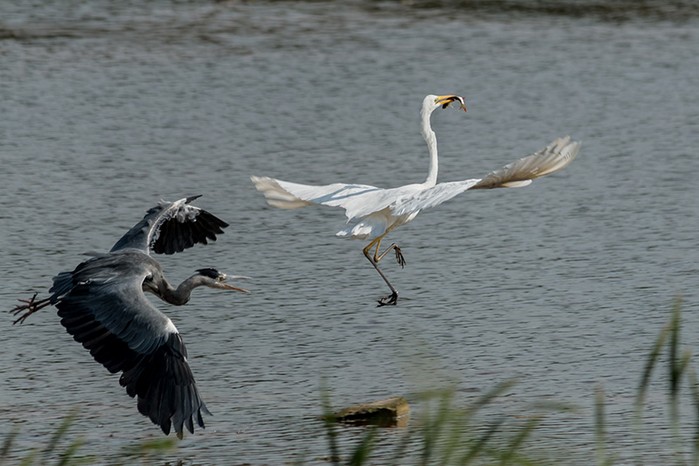 Great White Egret