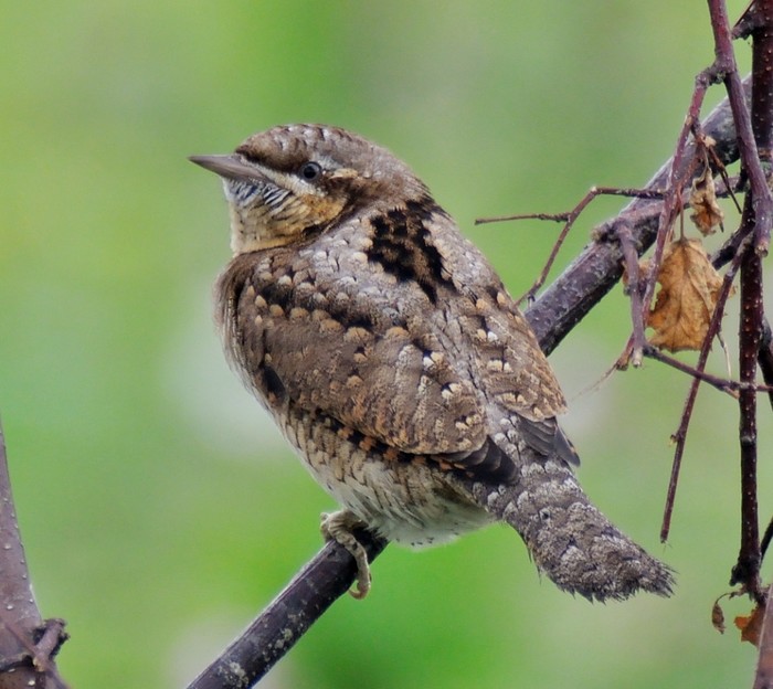 Wryneck