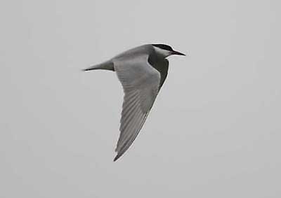 Whiskered Tern
