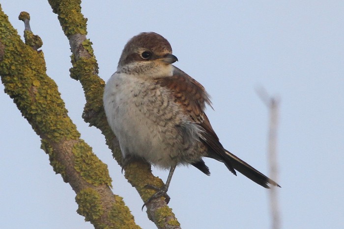 Red-backed Shrike