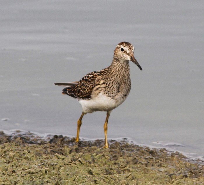 Pectoral Sandpiper