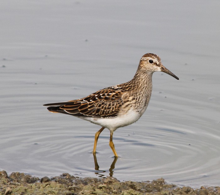 Pectoral Sandpiper
