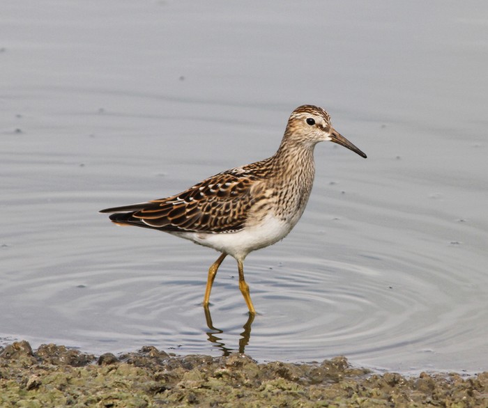 Pectoral Sandpiper