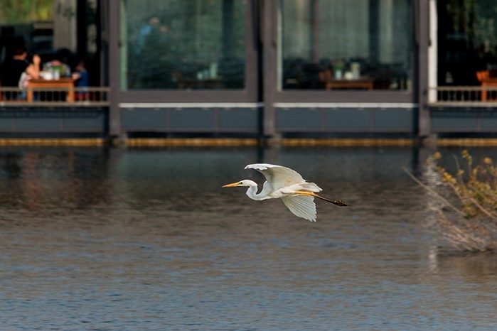 Great White Egret