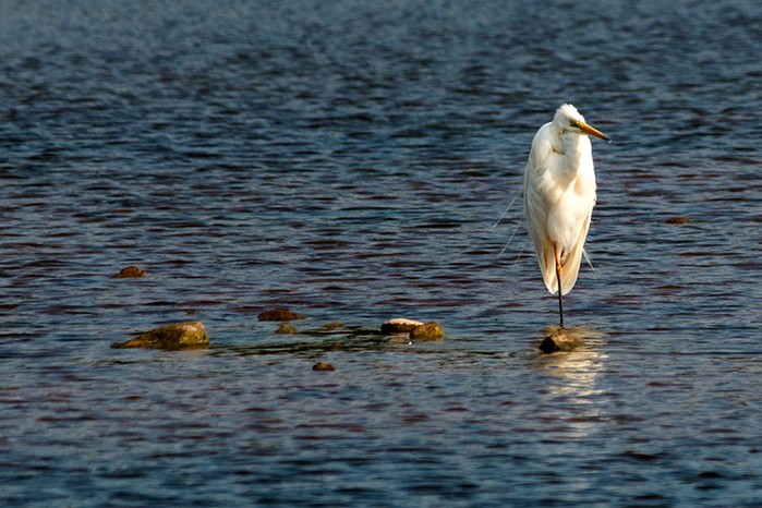 Great White Egret