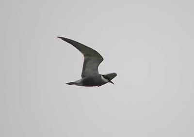 Whiskered Tern