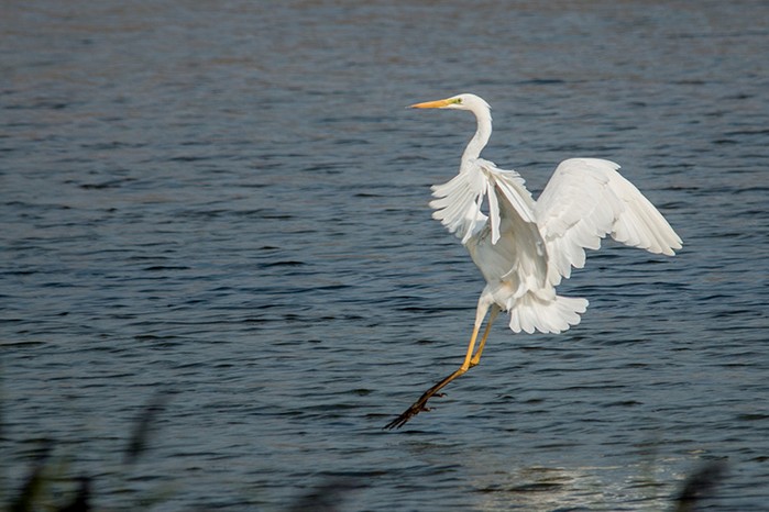 Great White Egret