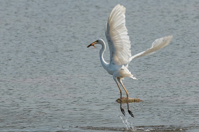 Great White Egret