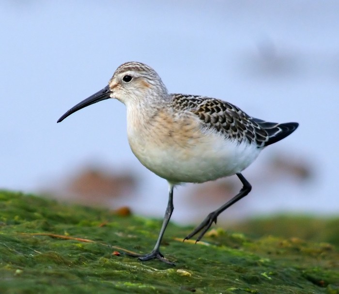 Curlew Sandpiper