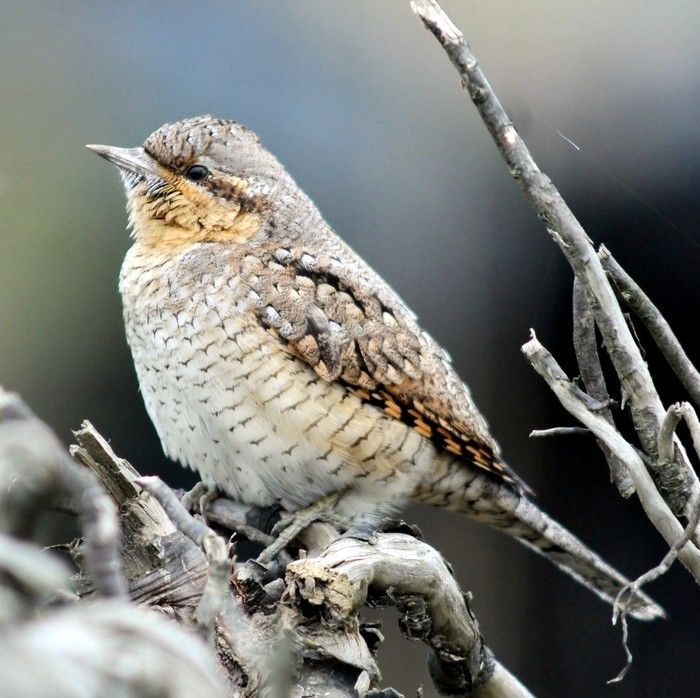 Wryneck