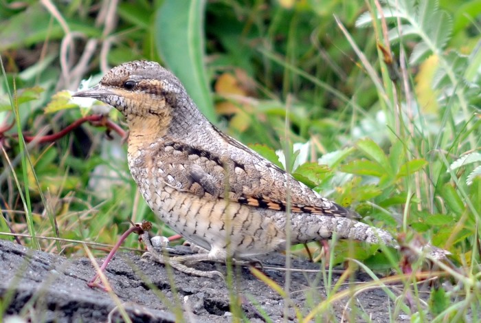 Wryneck