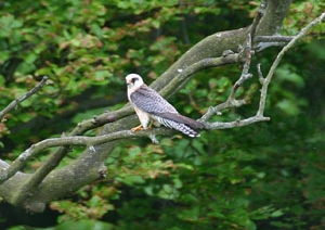 Red-footed Falcon