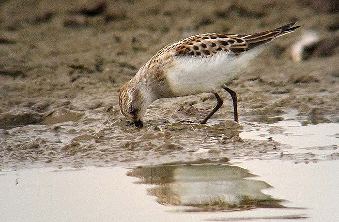 Little Stint