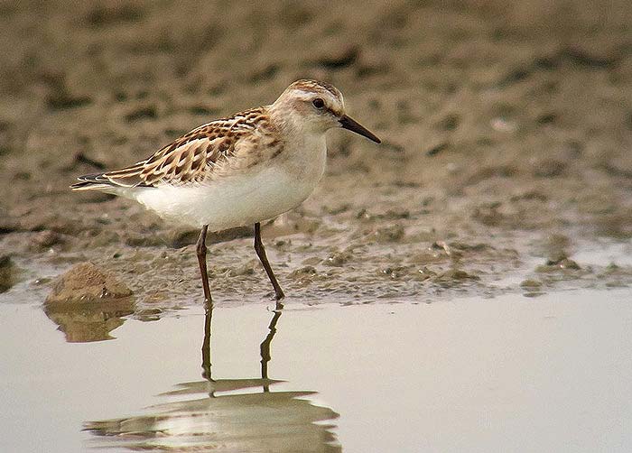 Little Stint