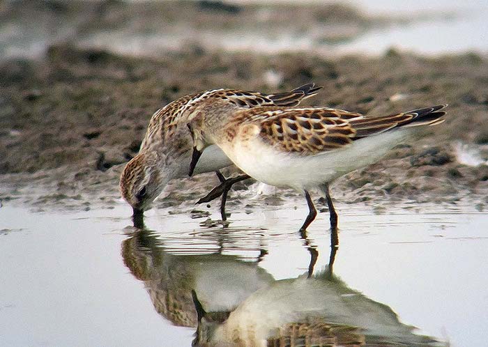 Little Stint