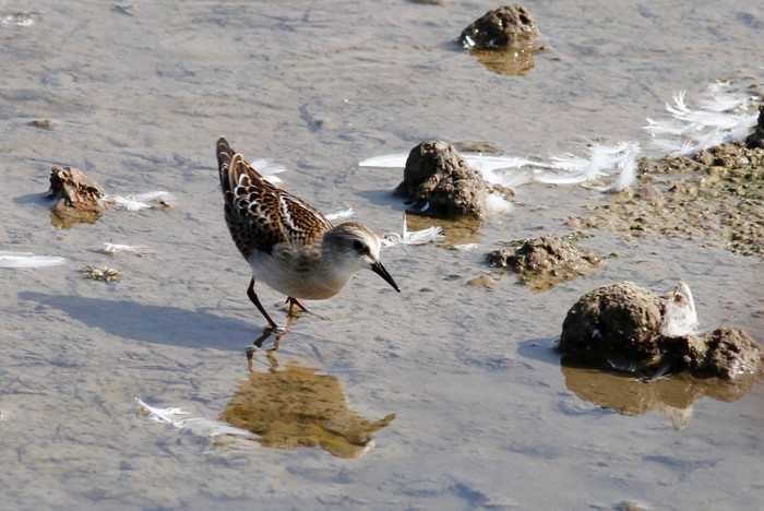 Little Stint