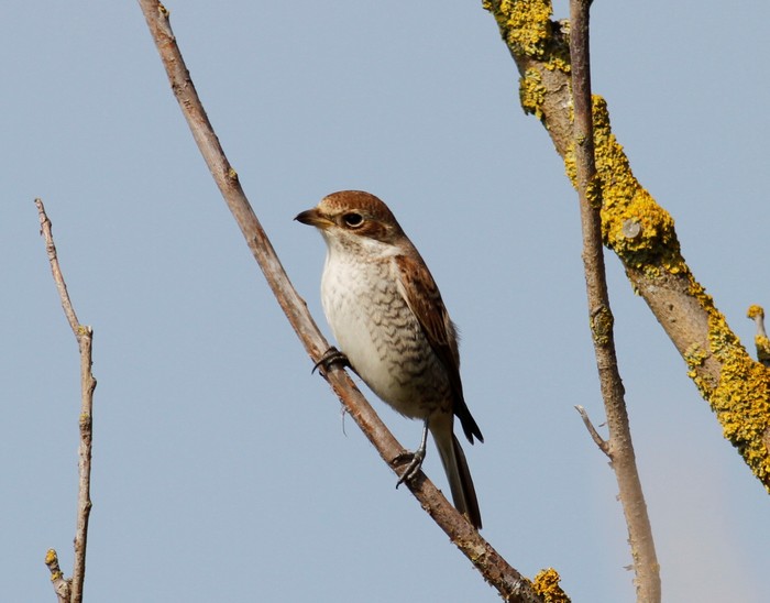 Red-backed Shrike