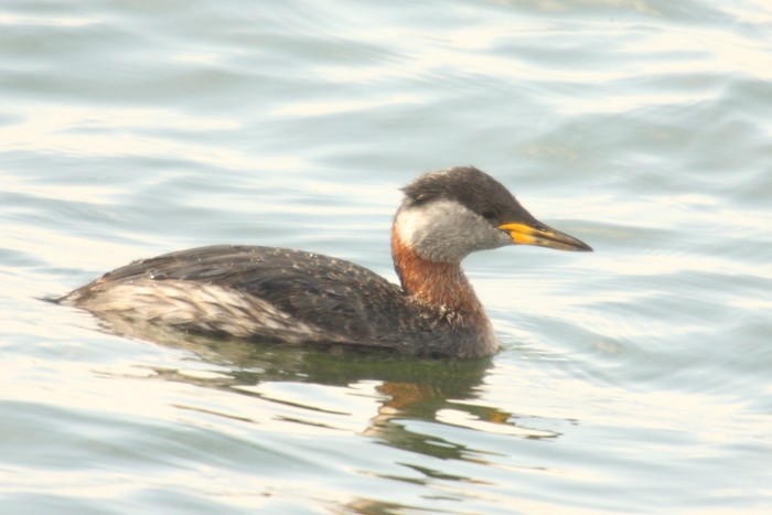 Red-necked Grebe