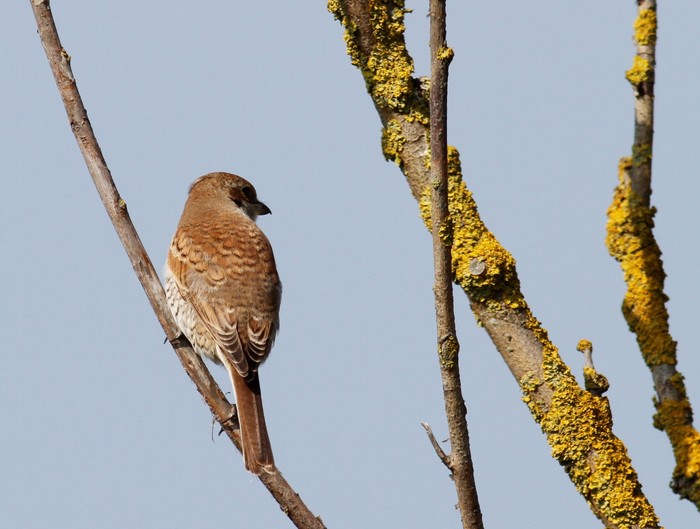 Red-backed Shrike