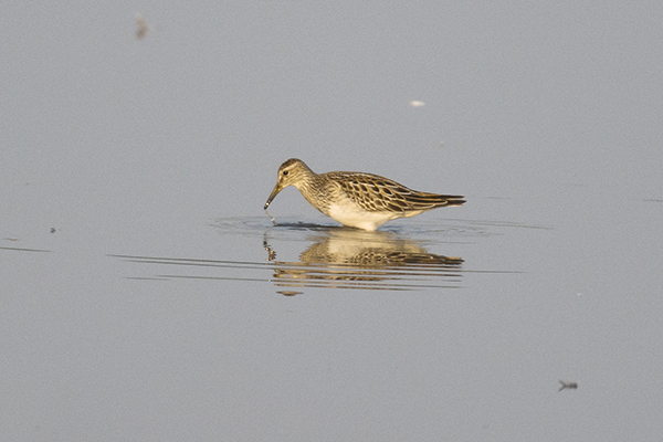 Pectoral Sandpiper