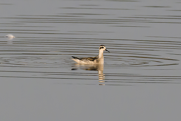 Red-necked Phalarope