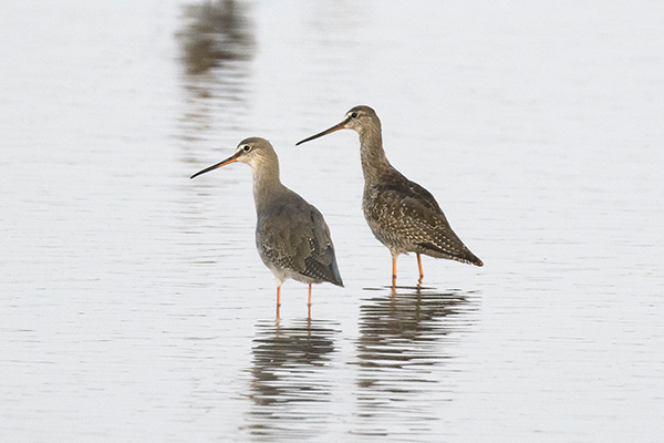 Spotted Redshank