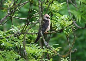 Red-footed Falcon