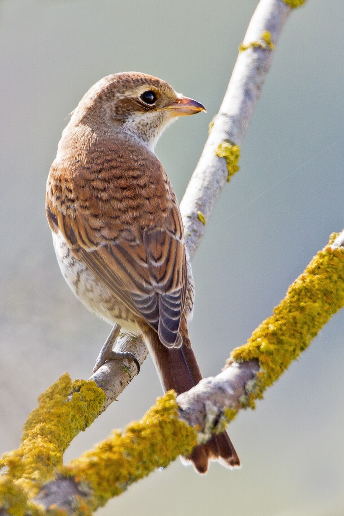 Red-backed Shrike