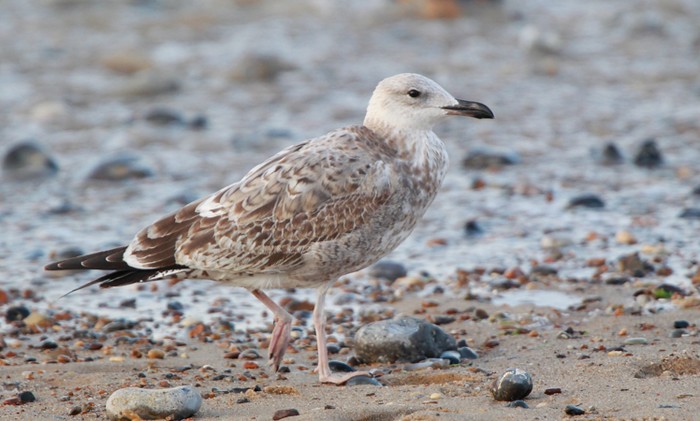 Caspian Gull