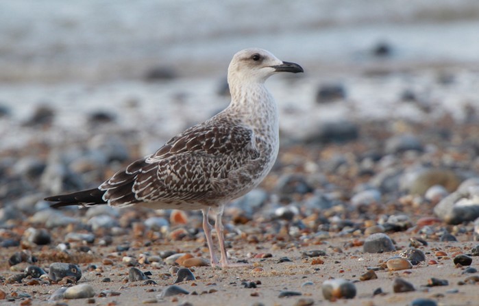 Lesser Black-backed Gull