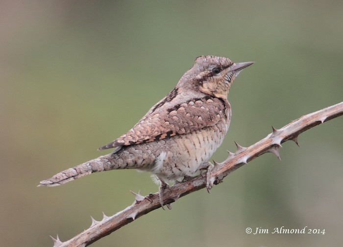 Wryneck