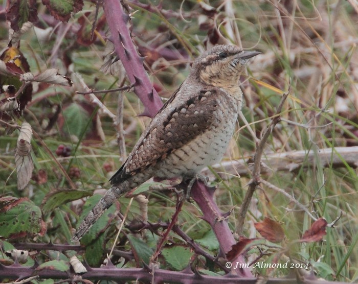 wryneck