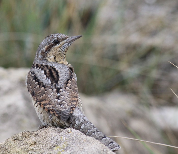 Wryneck