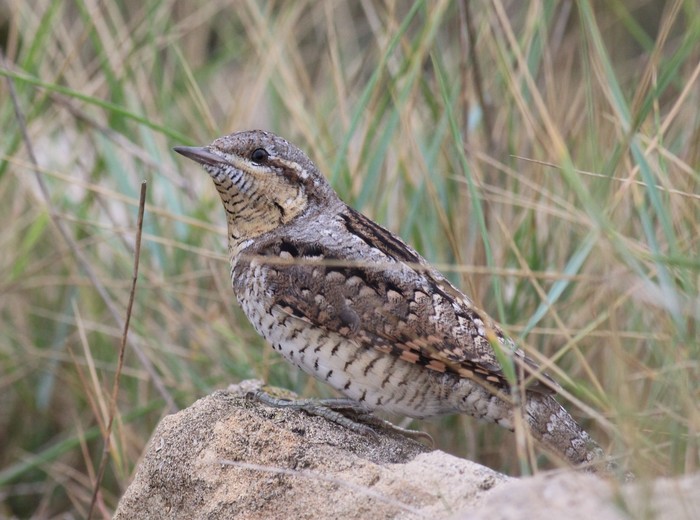 Wryneck