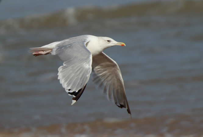 Caspian Gull