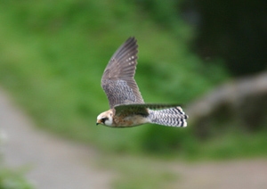Red-footed Falcon