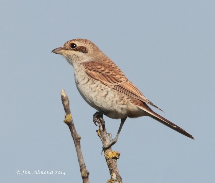 Red-backed Shrike