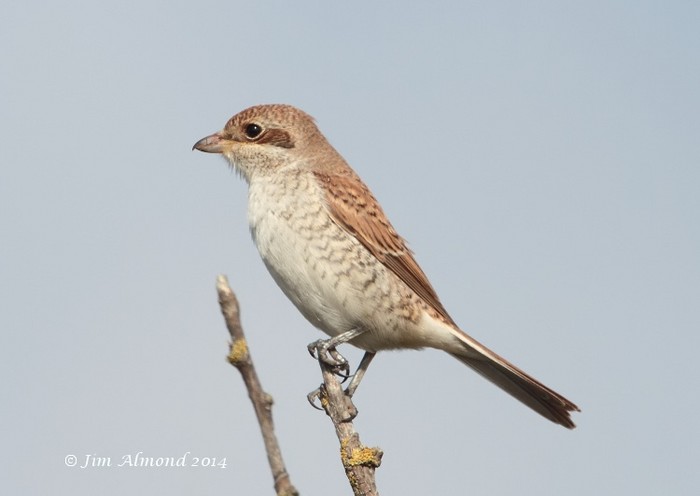Red-backed Shrike