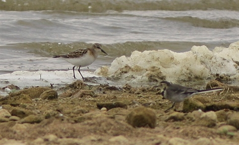 Little Stint