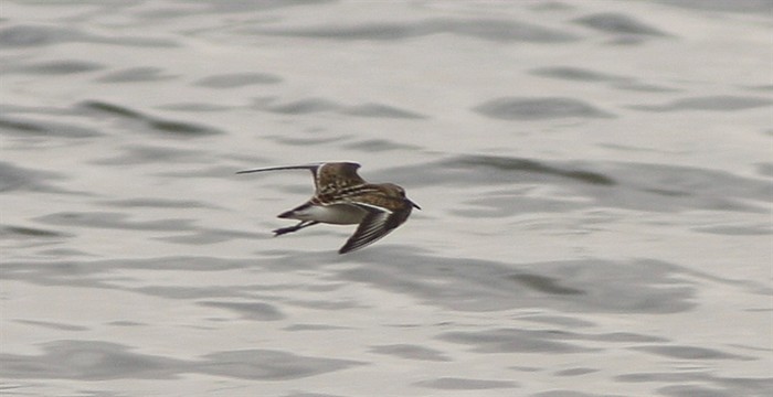 Little Stint