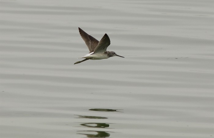 Greenshank