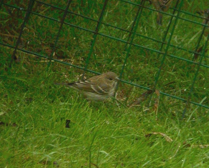 Common Rosefinch