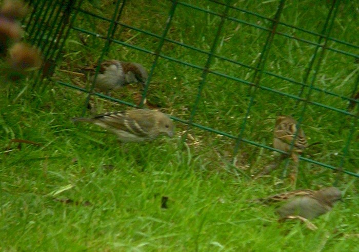Common Rosefinch
