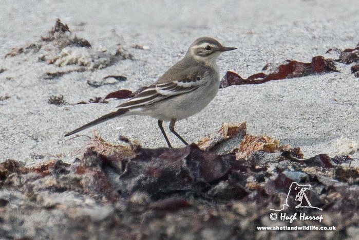 Citrine Wagtail