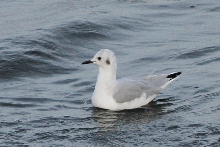 Bonaparte's Gull